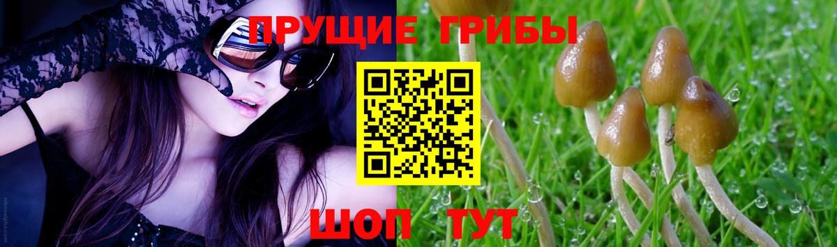 Псилоцибиновые грибы Psilocybe Волгоград